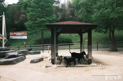 Exploring Ulsan Grand Park Zoo_18