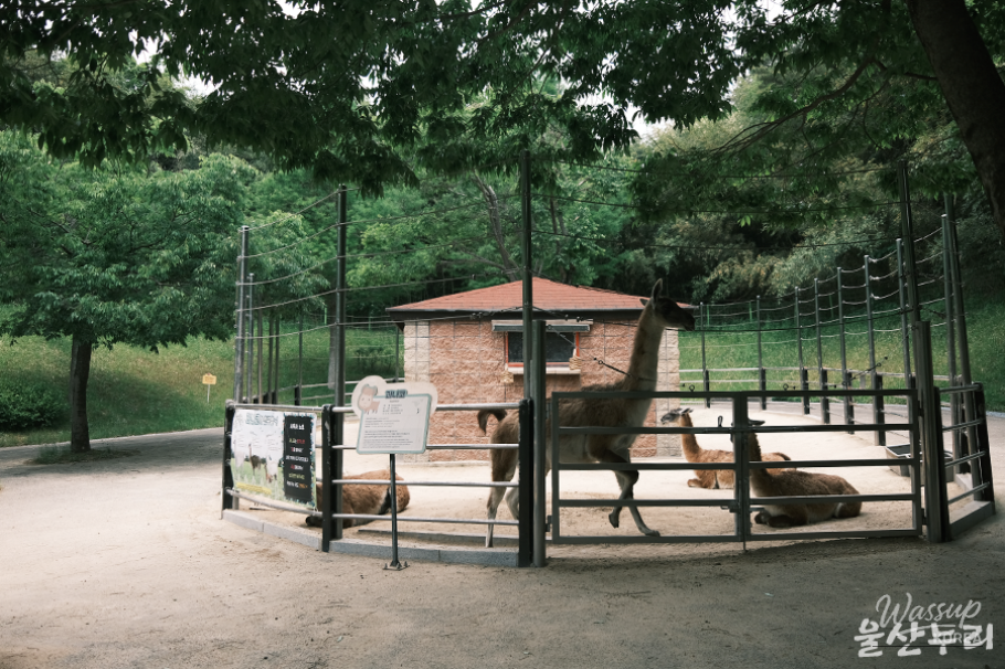 Exploring Ulsan Grand Park Zoo_19