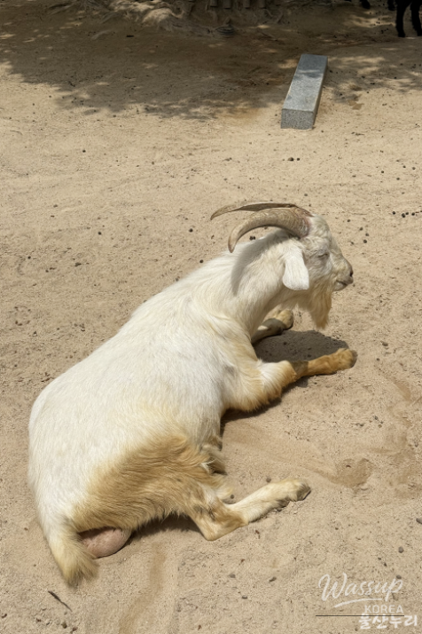 Exploring Ulsan Grand Park Zoo_20