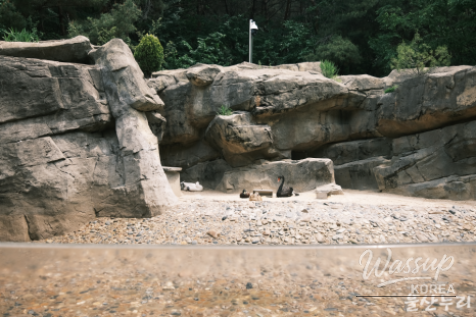 Exploring Ulsan Grand Park Zoo_04