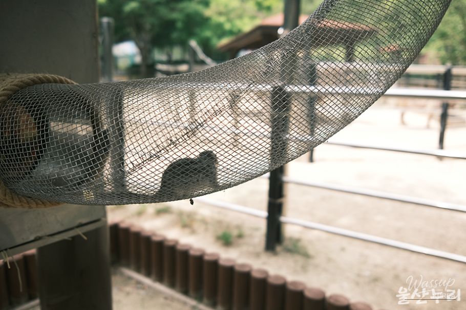 Exploring Ulsan Grand Park Zoo_16