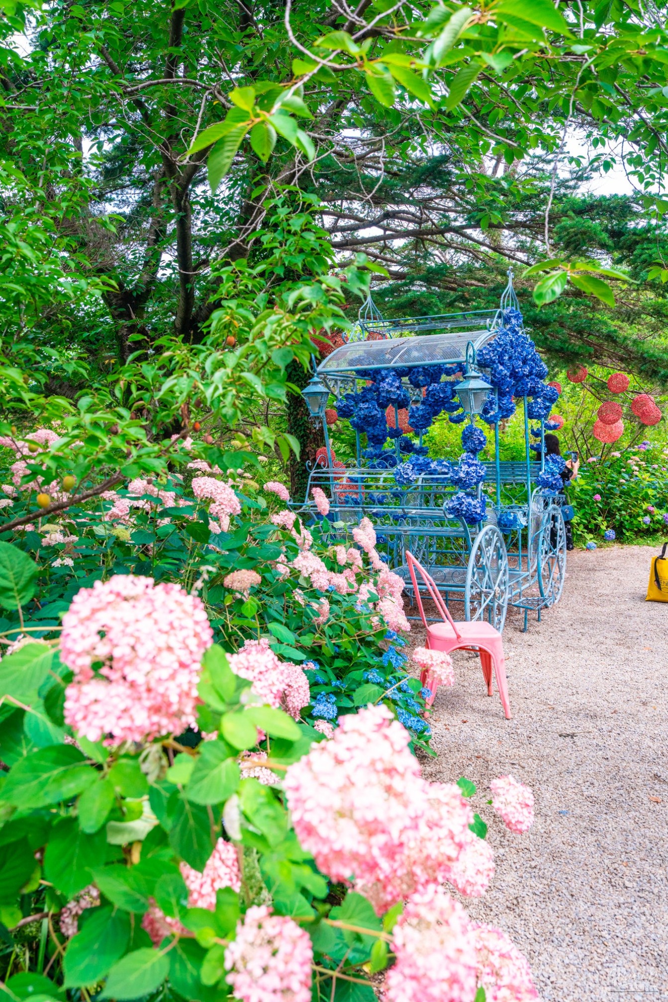 The Beauty of Hydrangeas at Ami Art Museum_05