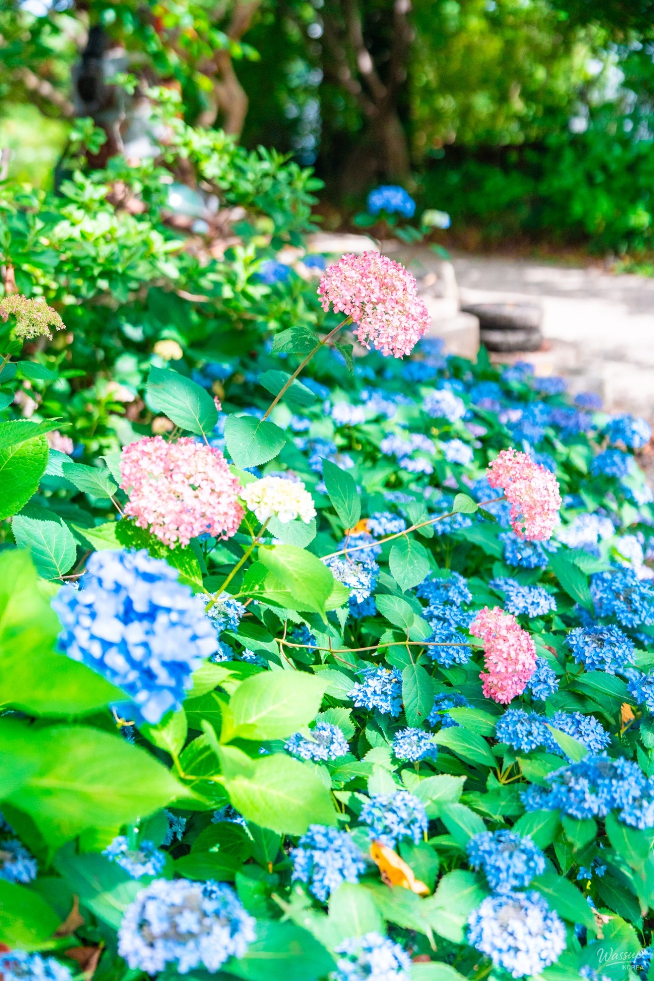 The Beauty of Hydrangeas at Ami Art Museum_02