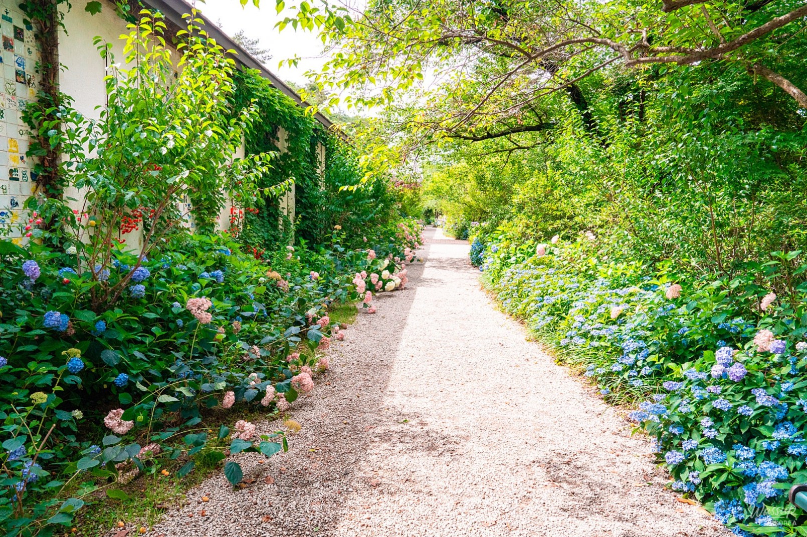The Beauty of Hydrangeas at Ami Art Museum_01