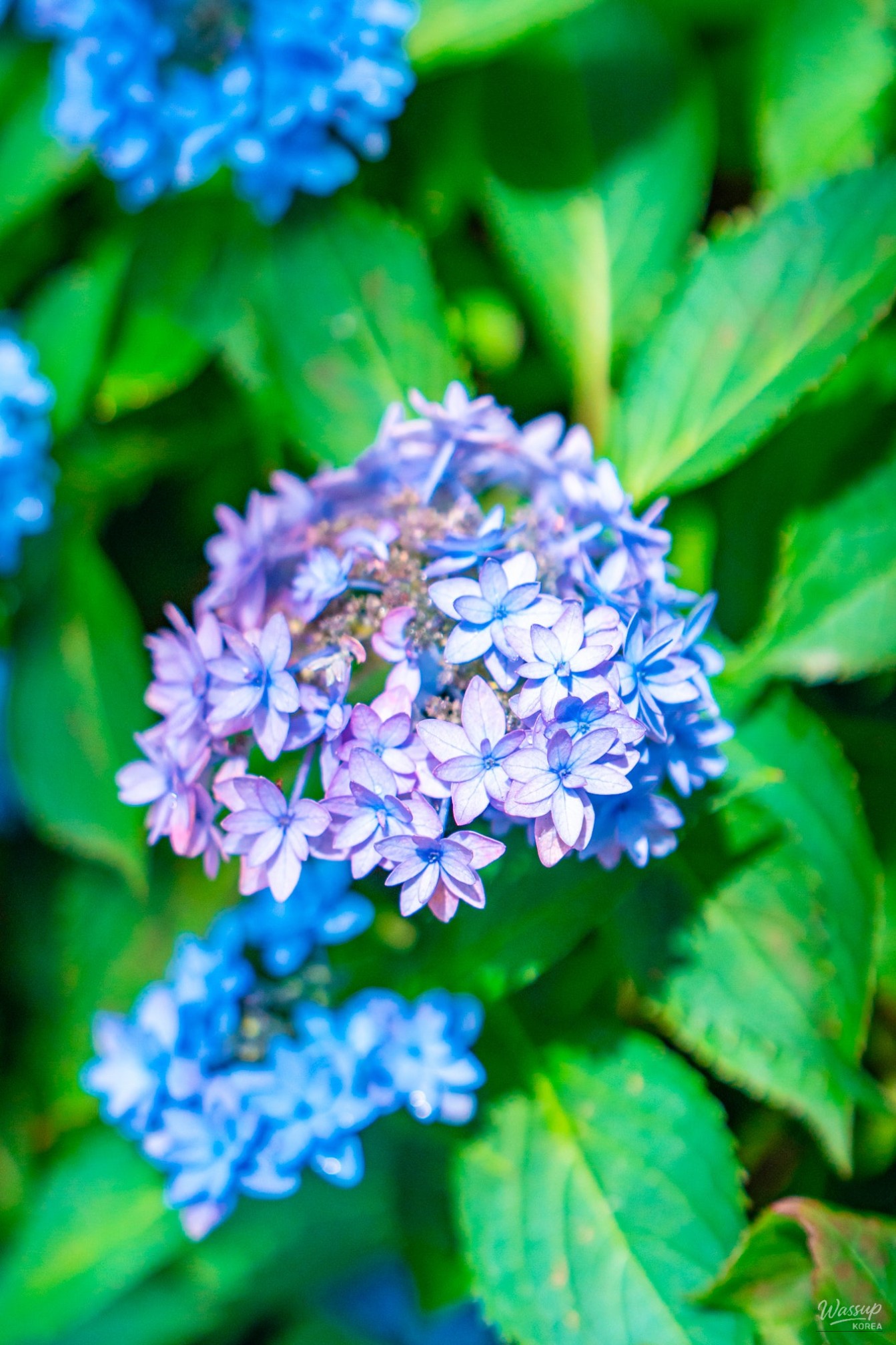 The Beauty of Hydrangeas at Ami Art Museum_03