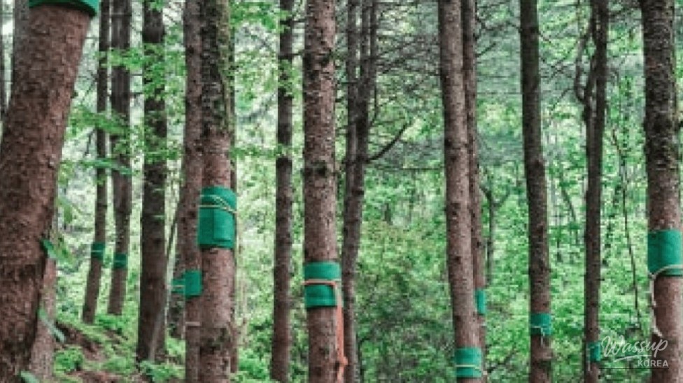 Discovering the Healing Forest of Yeongju: A Weekend Wellness Retreat_05