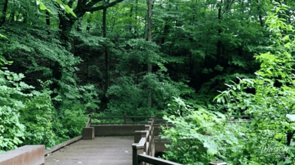 Discovering the Healing Forest of Yeongju: A Weekend Wellness Retreat_03