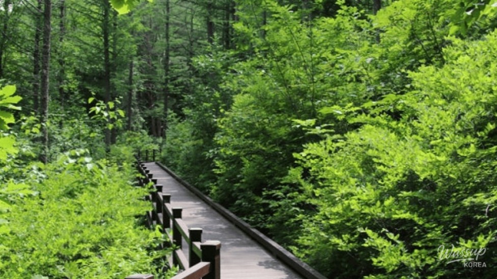 Discovering the Healing Forest of Yeongju: A Weekend Wellness Retreat_02