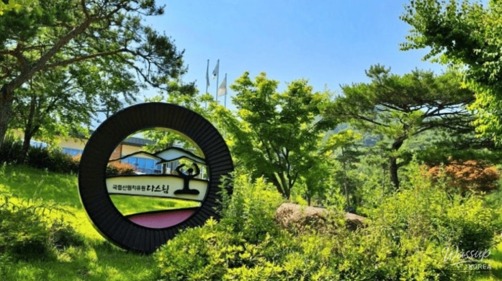 Discovering the Healing Forest of Yeongju: A Weekend Wellness Retreat_04