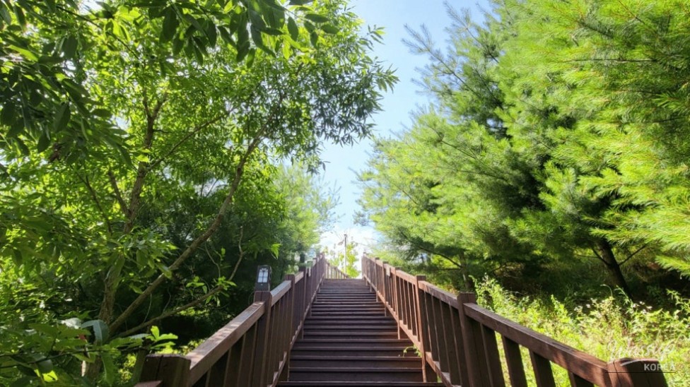 Discovering the Healing Forest of Yeongju: A Weekend Wellness Retreat_01