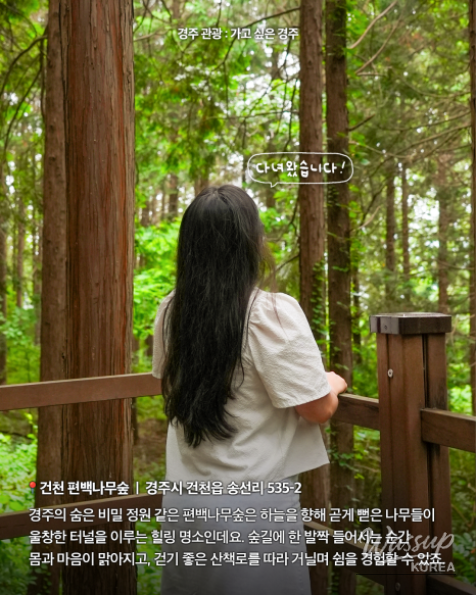 Discover the Tranquil Cedar Forest in Gyeongju_02