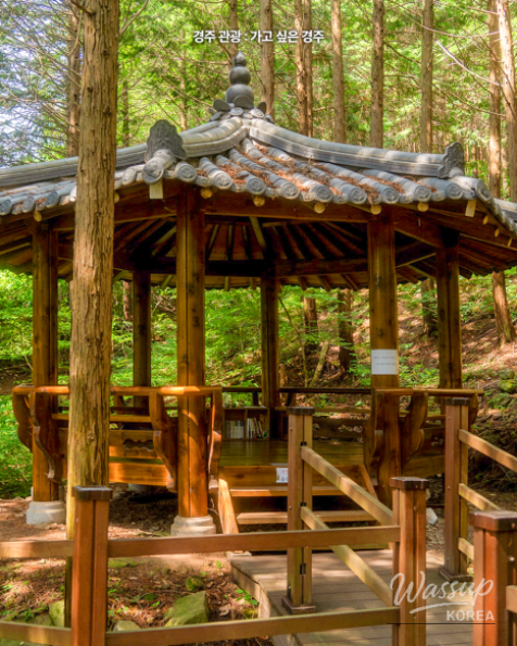 Discover the Tranquil Cedar Forest in Gyeongju_04
