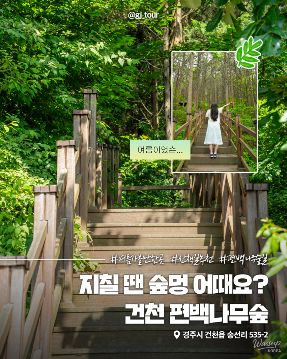 Discover the Tranquil Cedar Forest in Gyeongju_01