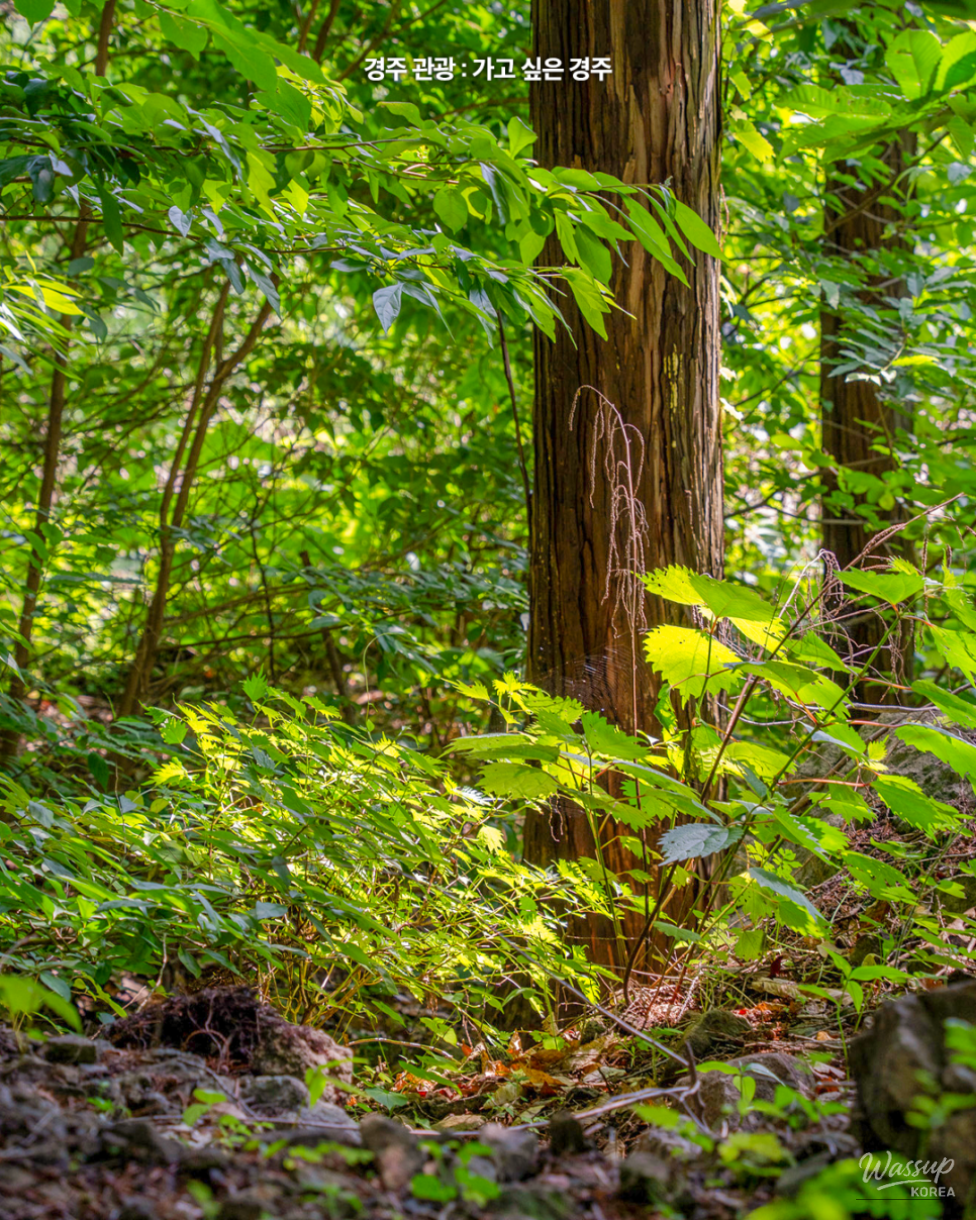 Discover the Tranquil Cedar Forest in Gyeongju_08
