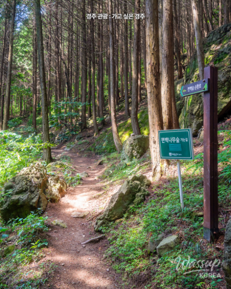 Discover the Tranquil Cedar Forest in Gyeongju_07