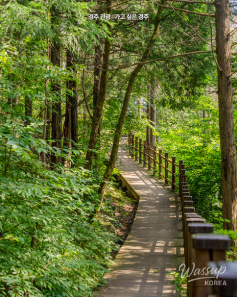 Discover the Tranquil Cedar Forest in Gyeongju_03