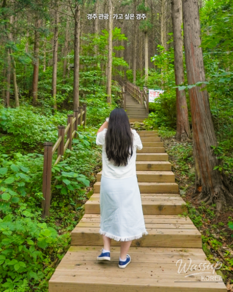 Discover the Tranquil Cedar Forest in Gyeongju_06