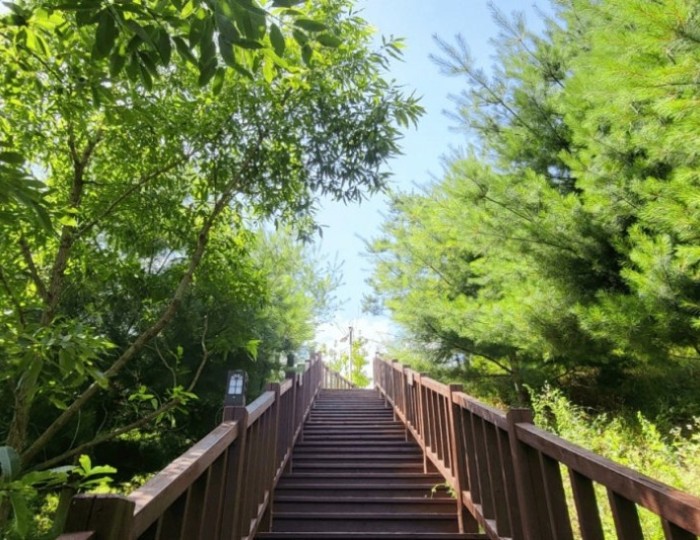 Discovering the Healing Forest of Yeongju: A Weekend Wellness Retreat float