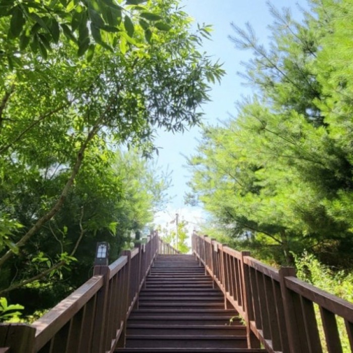 Discovering the Healing Forest of Yeongju: A Weekend Wellness Retreat4443