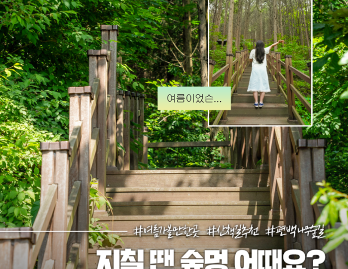 Discover the Tranquil Cedar Forest in Gyeongju float