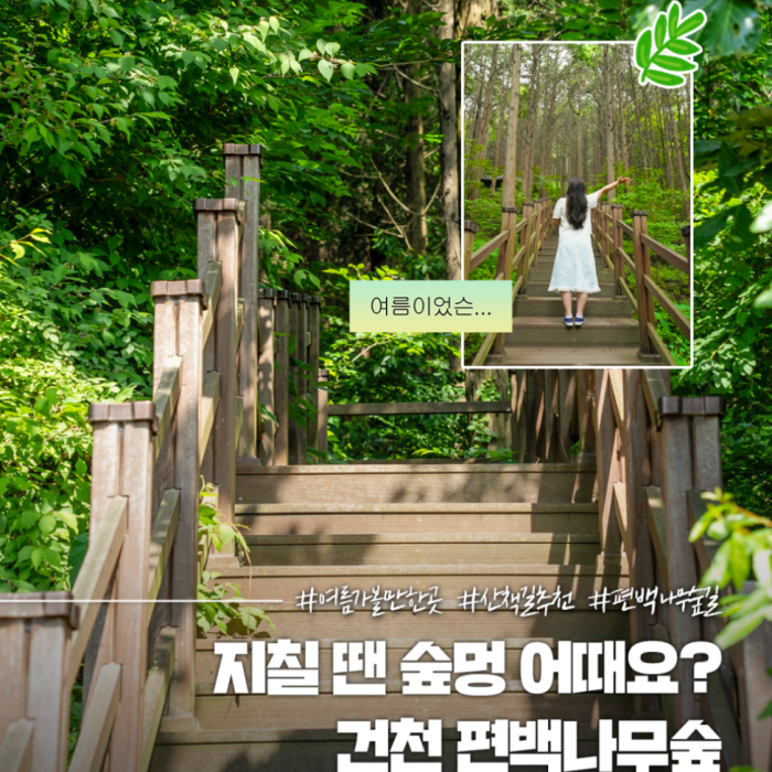 Discover the Tranquil Cedar Forest in Gyeongju4441