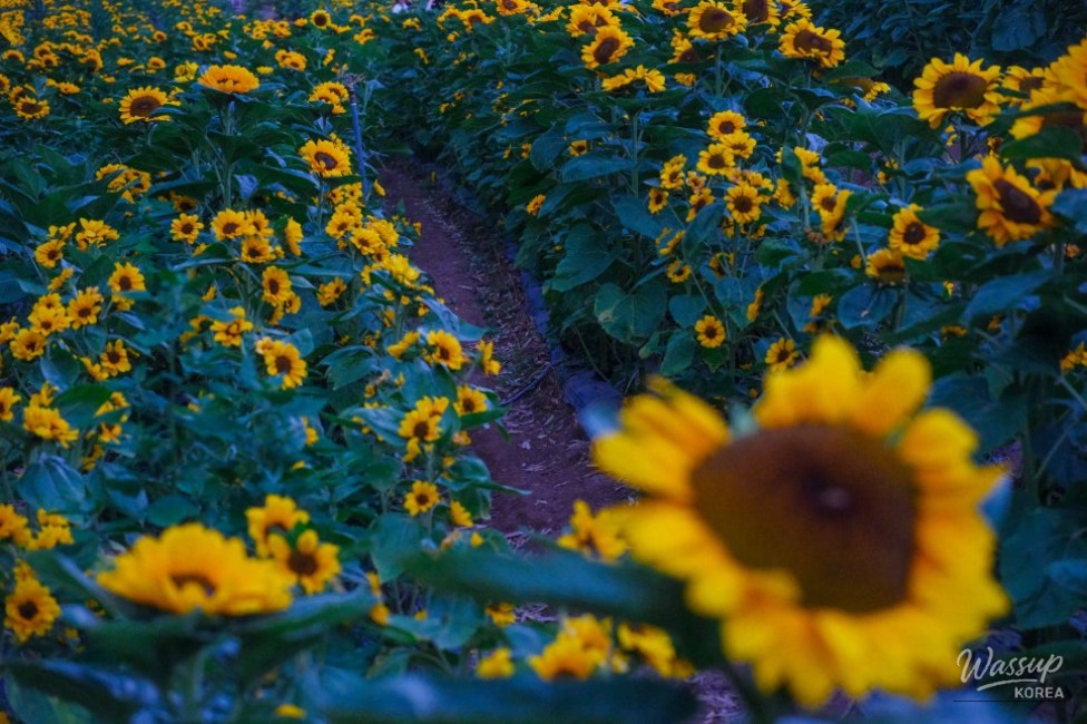 Gangju Sunflower Festival: A Summer Delight_15