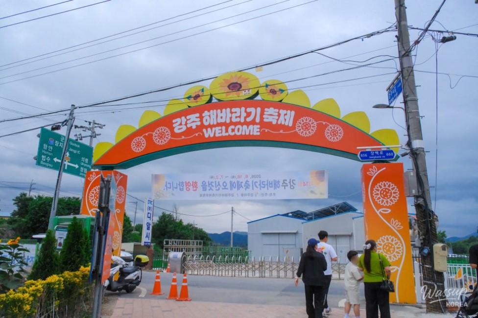 Gangju Sunflower Festival: A Summer Delight_03