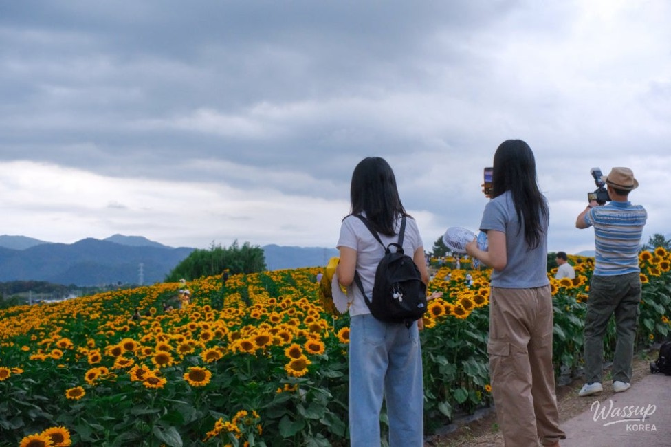 Gangju Sunflower Festival: A Summer Delight_16