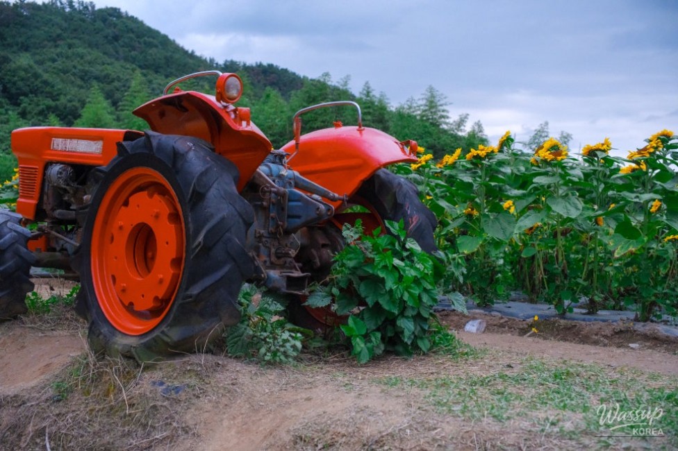 Gangju Sunflower Festival: A Summer Delight_19