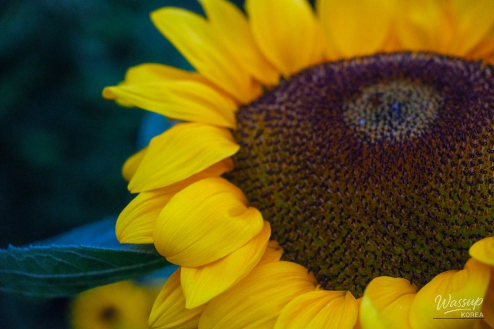 Gangju Sunflower Festival: A Summer Delight_14