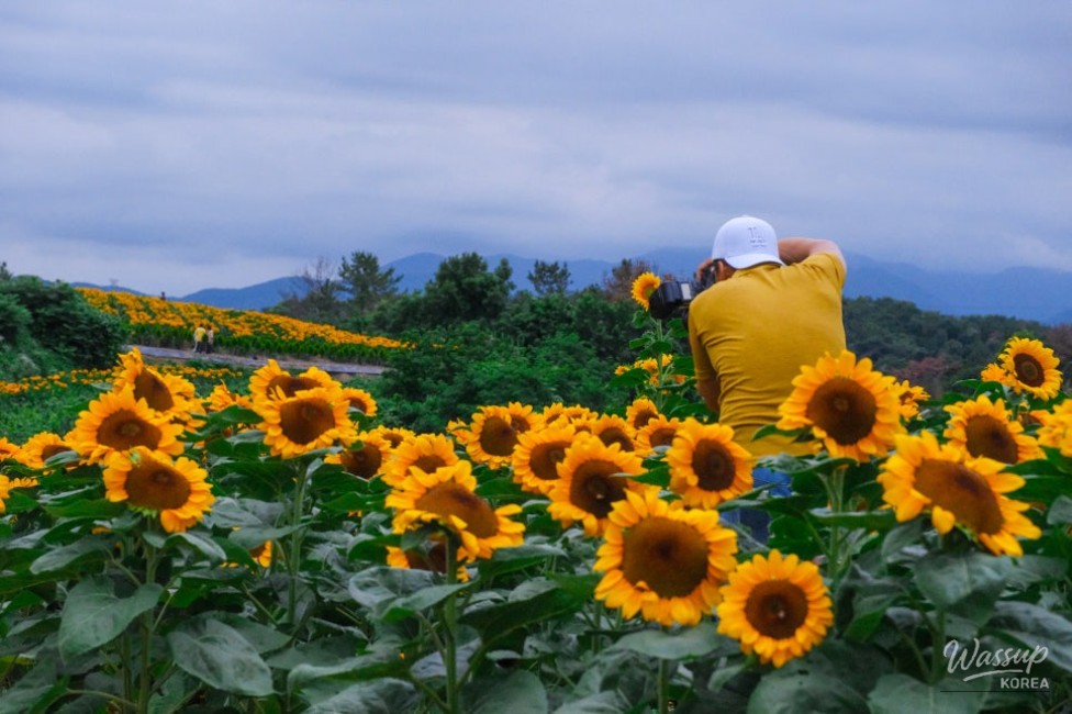 Gangju Sunflower Festival: A Summer Delight_22