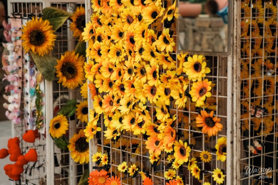 Gangju Sunflower Festival: A Summer Delight_08