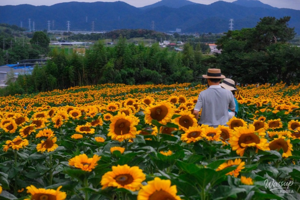 Gangju Sunflower Festival: A Summer Delight_17