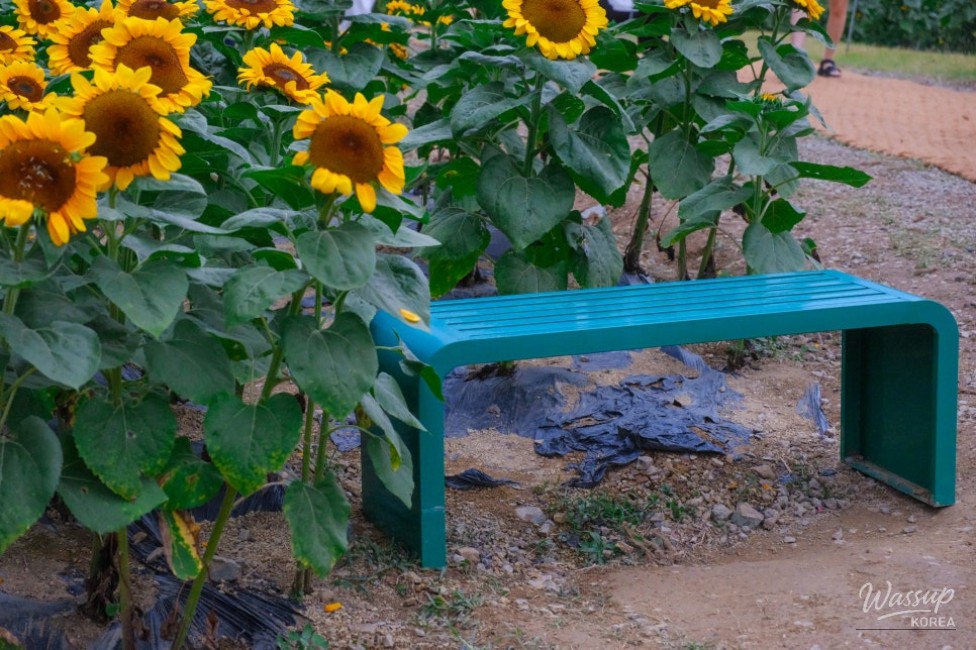 Gangju Sunflower Festival: A Summer Delight_21