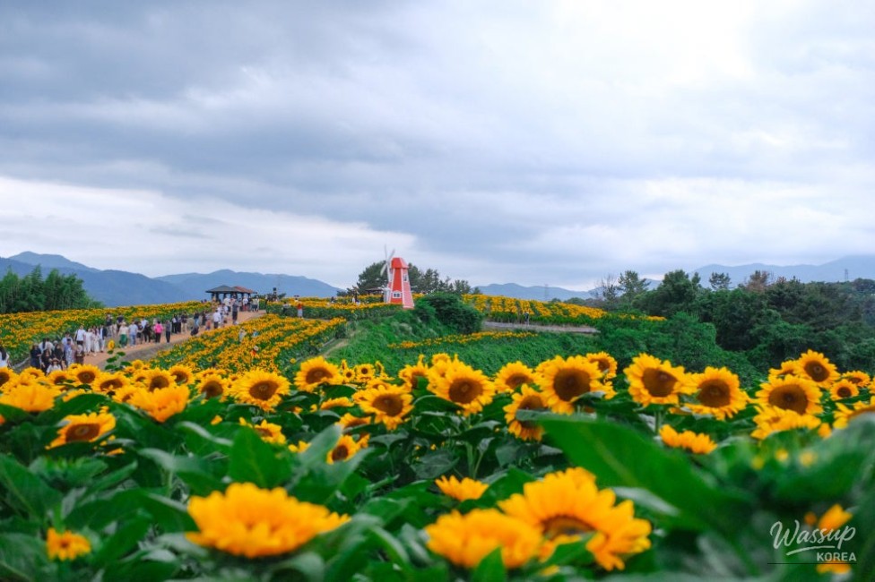 Gangju Sunflower Festival: A Summer Delight_02