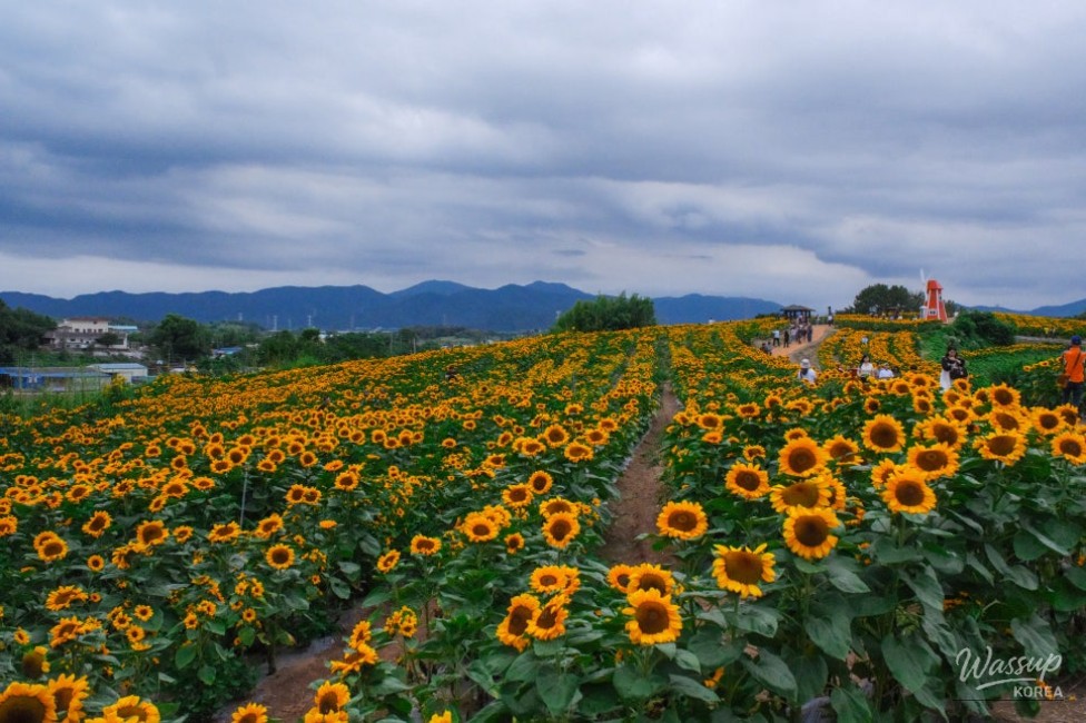Gangju Sunflower Festival: A Summer Delight_23