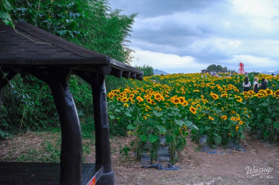 Gangju Sunflower Festival: A Summer Delight_13