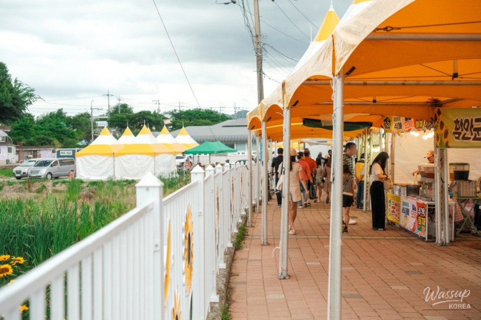 Gangju Sunflower Festival: A Summer Delight_10