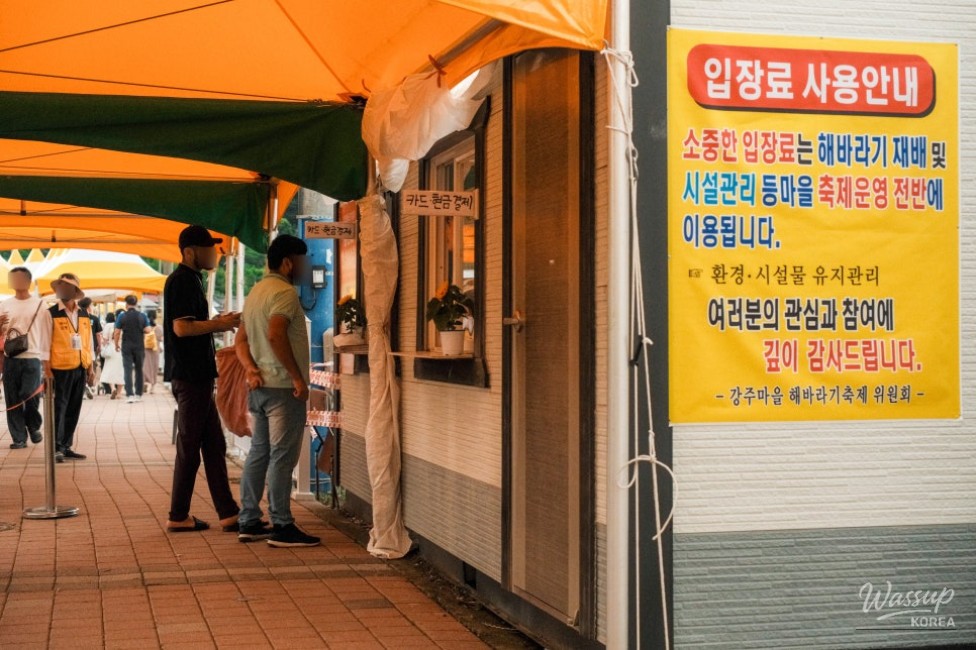 Gangju Sunflower Festival: A Summer Delight_06