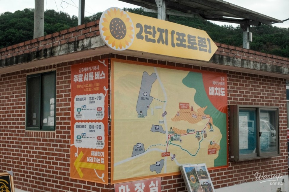 Gangju Sunflower Festival: A Summer Delight_09