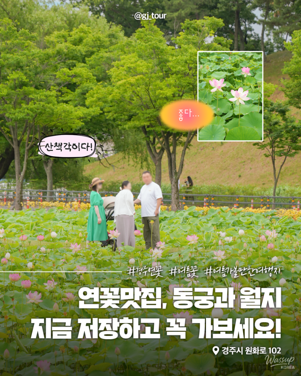 Explore the Beauty of Gyeongju's Lotus Flowers_01