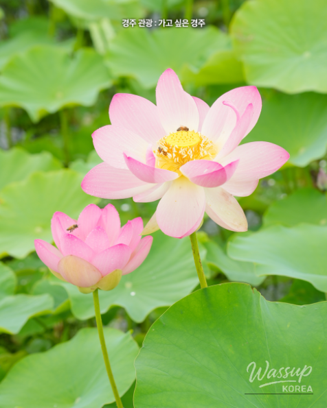 Explore the Beauty of Gyeongju's Lotus Flowers_05