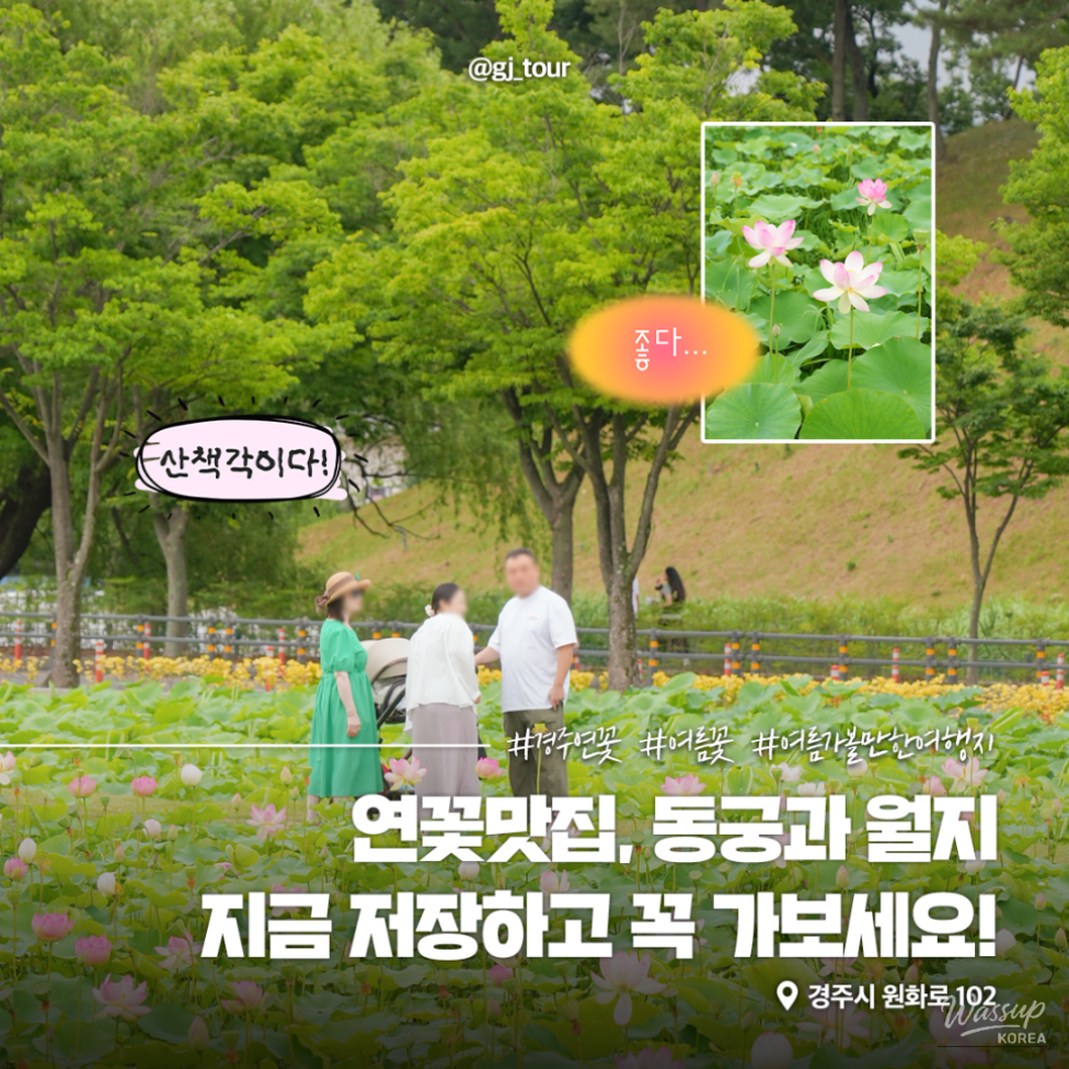 Explore the Beauty of Gyeongju's Lotus Flowers_09