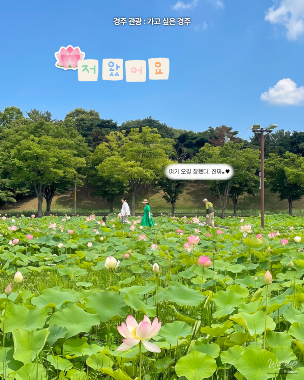 Explore the Beauty of Gyeongju's Lotus Flowers_03