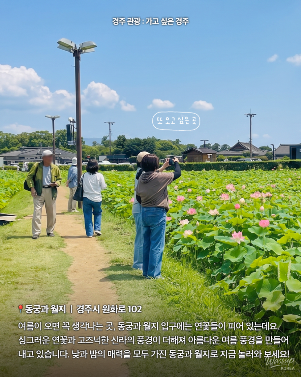Explore the Beauty of Gyeongju's Lotus Flowers_02