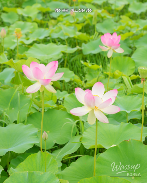 Explore the Beauty of Gyeongju's Lotus Flowers_04