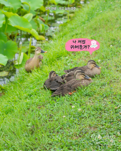 Explore the Beauty of Gyeongju's Lotus Flowers_06