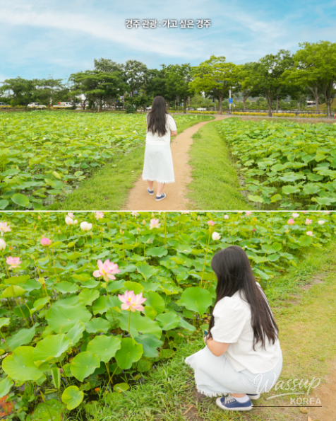 Explore the Beauty of Gyeongju's Lotus Flowers_08