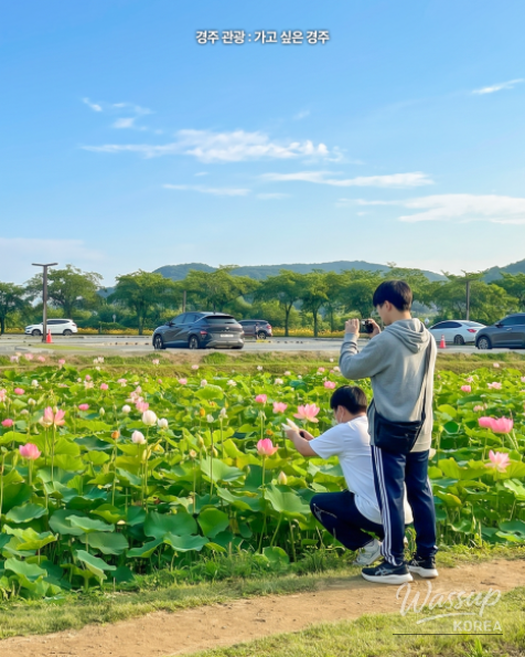 Explore the Beauty of Gyeongju's Lotus Flowers_07