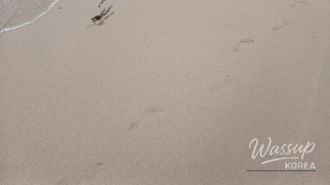 Discovering Daejin Beach: A Summer Paradise in Yeongdeok_09